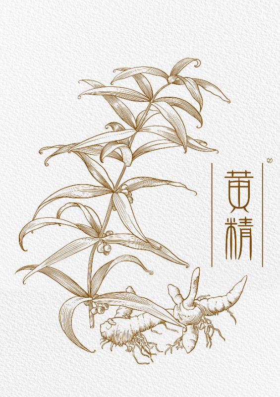 黄精1.jpg